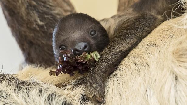 Zweifingerfaultier entzückt im Tiergarten Schönbrunn