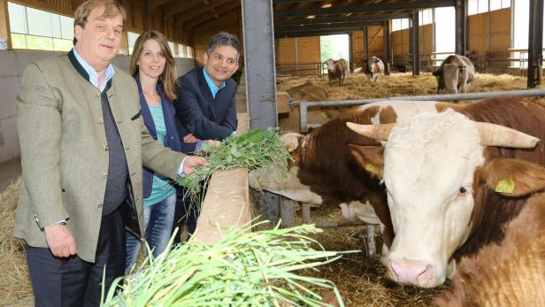 Drei Personen füttern Kühe in einem Stall mit Gras.