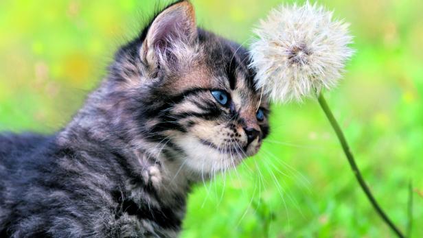 Kitten and Dandelion