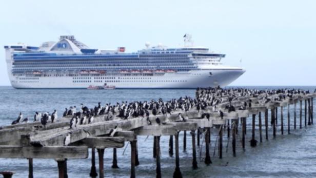 Eine große Anzahl Kormorane sitzt auf einem alten Pier, im Hintergrund ein Kreuzfahrtschiff.