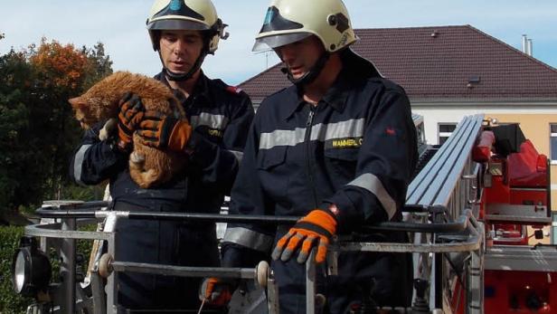 Zwei Feuerwehrmänner retten eine orangefarbene Katze mit einer Drehleiter.