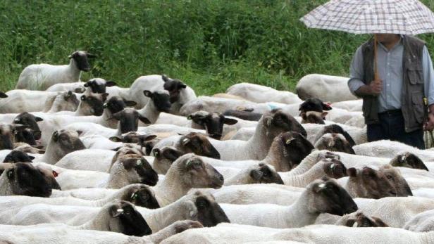 In früheren Jahrhunderten gab es für Schafe noch keine Ställe. Ende Mai wurden die Tiere geschoren und mussten in der anschließenden Kälteperiode („Schafskälte“) frieren.