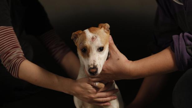 Ein ängstlicher Hund wird von zwei Personen gehalten.