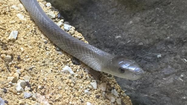 Die schwarze Mamba, giftigste Schlange Afrikas, ist im Reptilienzoo in Forchtenstein zu sehen