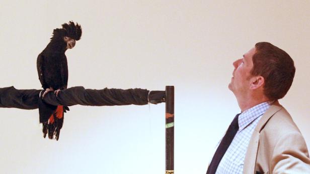 Ein Mann blickt zu einem schwarzen Kakadu mit roten Federn auf einer Stange.