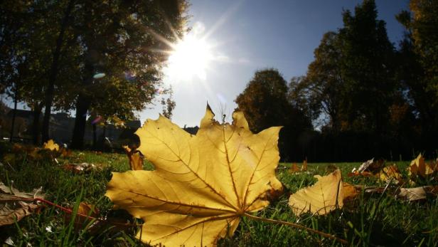 Ein gelbes Ahornblatt liegt auf einer Wiese im Herbstsonnenlicht.