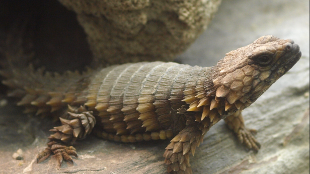 Schmuggelware Reptilien: Womit es der Zoll mitunter zu tun bekommt