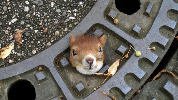 Eichhörnchen aus Kanaldeckel befreit