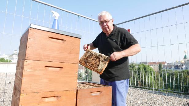 Emsig auch in den Schulferien: Der Lehrer Werner Schalko sorgt sich um die Bienen am Schuldach