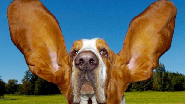 Hunde erkennen den Hinweis auf Futter und Leckerlis an der Stimme ihres Halters.