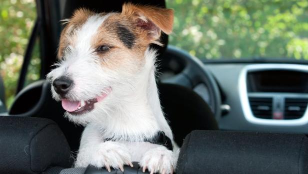 Mit Hunden im Auto unterwegs