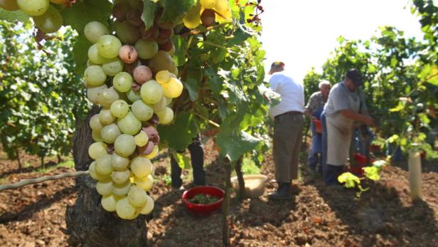 Wein-Markt: Aufstieg in die nächste Liga