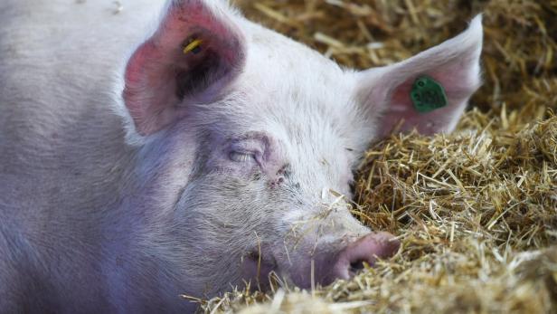 In Deutschland gibt es eine Kooperation mit der Landwirtschaft und dem Handel für eine bessere Tierhaltung, bei uns nur Einzelinitiativen, kritisiert Schinkenproduzent Rudolf Berger