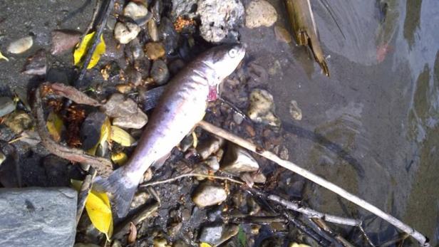 Jäger Patrick Achatz entdeckte die toten Fische in der Gurk und postete die Fotos auf Facebook