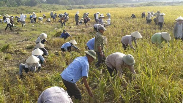 Farmers harvest rice on a paddy field that is part of a disputed plot of land in Van Giang district in Vietnam&#039;s northern Hung Yen province October 21, 2012. Local authorities forcibly took control of the 70 hectares (173 acres) of land in April 2012 for use in a satellite city development project called Ecopark, but the farmers have defied them by returning to work in the fields. REUTERS/Mua Xuan (VIETNAM - Tags: POLITICS AGRICULTURE)