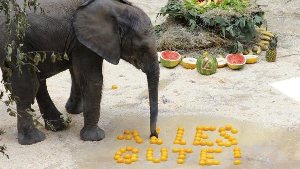 Elefantenbaby Tuluba feiert Geburtstag