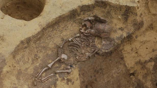 Das Skelett eines Menschen liegt in einer Ausgrabungsstätte.