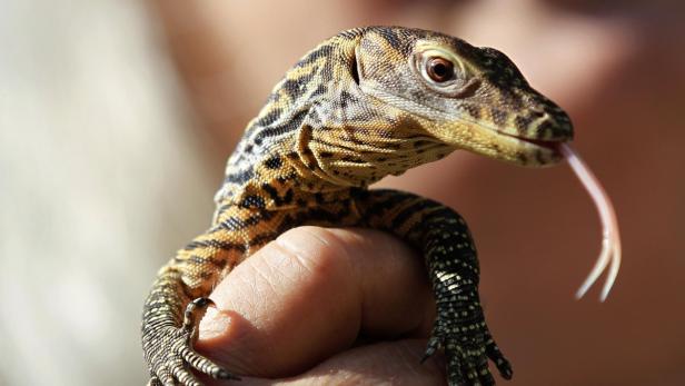 A reptile curator holds a ten-day-old baby Komodo dragon at Prague Zoo August 9, 2012. The Prague Zoo is and has been successful at breeding the Komodo dragon, known as the largest living species of lizard, which grows to a maximum length of 3 metres and weighs up to around 70 kilograms. REUTERS/Petr Josek (CZECH REPUBLIC - Tags: ANIMALS SOCIETY)