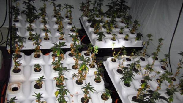 Mehrere Cannabis-Pflanzen wachsen in einem hydroponischen System.