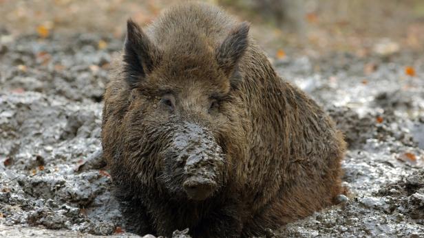Angst vor Wildschweinen: Paar flüchtete auf Holzstoß