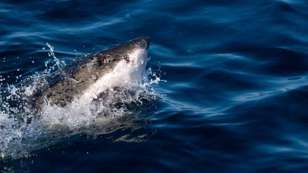 Shark-Week: Tauchgang mit dem Weißen Hai