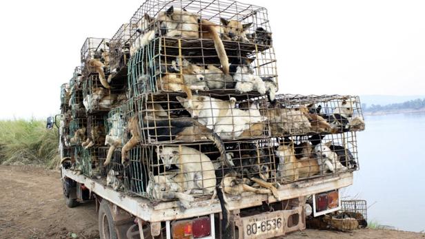 Thailand: Grausamer Handel mit Hunden