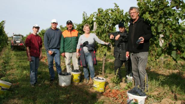 Vier Gemeinden keltern noch selbst Wein im "Gmoakeller"
