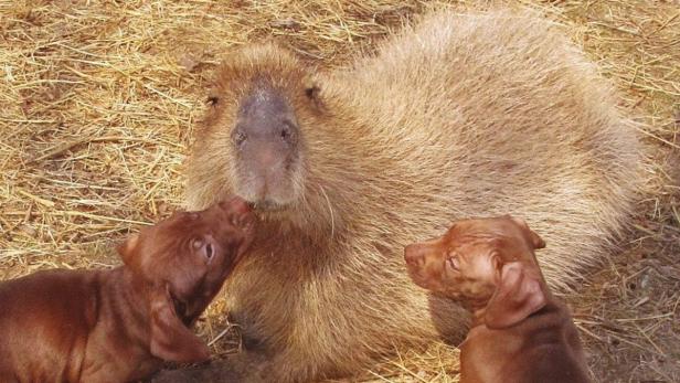 Wasserschwein "Cheesecake" adoptiert Hundewelpen