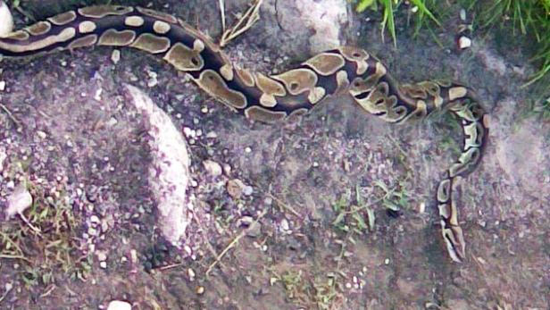 Ein Königspython schlängelt sich über den Boden.