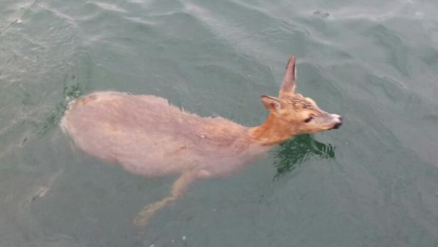 Ein Reh schwimmt im Wasser.