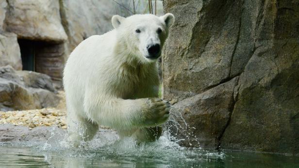 Eisbärenweibchen Lynn bei ihrer Erkundungstour in der Außenanlage der neuen Eisbärenwelt &quot;Franz Josef Land&quot;.