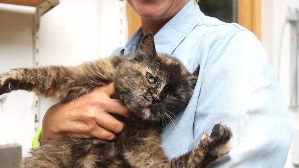 Eine Frau mit roten Haaren hält eine Schildpattkatze im Arm.