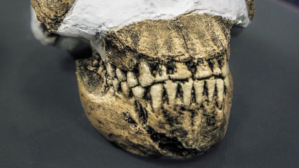 Der Homo naledi, Sternen-Mensch (benannt nach der Rising-Star-Höhle), hatte ein nur orangengroßes Gehirn.