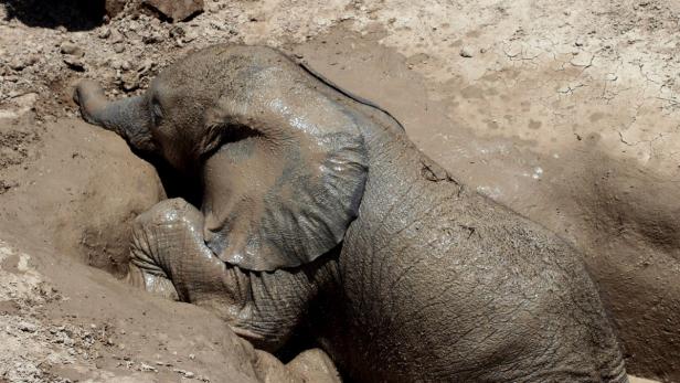Elefanten-Baby gerettet