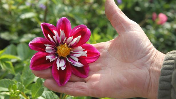 Eine Hand hält eine rot-weiße Dahlie.