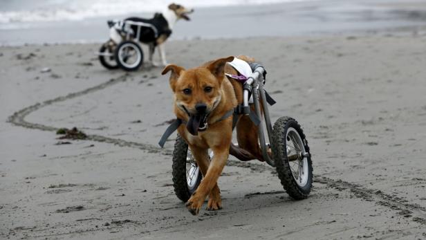 Ein brauner Hund mit Rollstuhl läuft am Strand entlang.