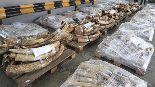 Hongkong: 3,8 Tonnen Elfenbein entdeckt