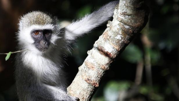 A monkey is seen on a tree at Nairobi's National P Affe in Nairobi (Archivbild)