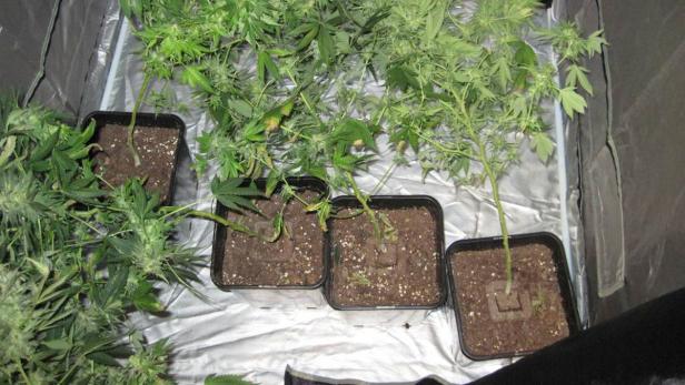Mehrere Cannabis-Pflanzen in Töpfen in einem Zelt.