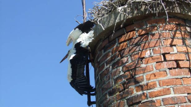 Anflug verpatzt: Storch hing am Schornstein-Blitzableiter