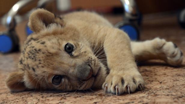 Erster "Liliger" der Welt geboren