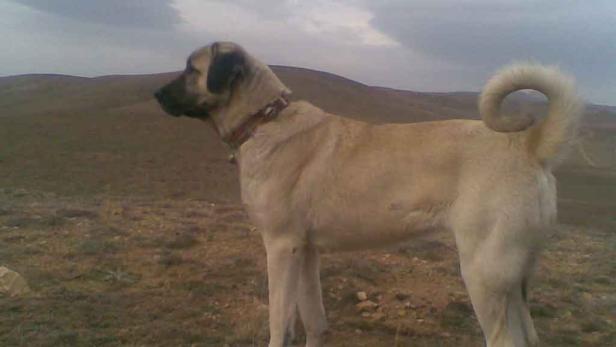 Angst vor Hirtenhund: Rüde biss Jagdhund durchs Autofenster tot