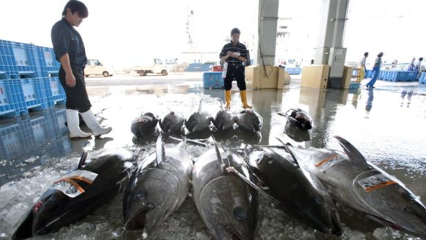Fukushima: Verstrahlte Fische gefangen