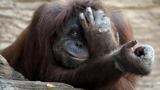 Ein Affe verdeckt mit einer Hand sein Auge die andere ist ausgestreckt