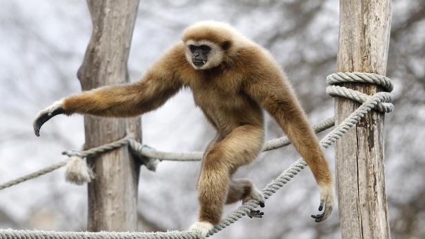 Gibbons trällern wie Sopranisten