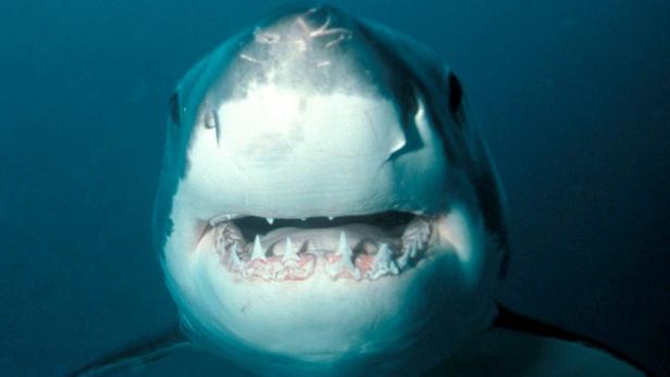 Ein Weißhai ist mit geöffnetem Maul unter Wasser zu sehen.