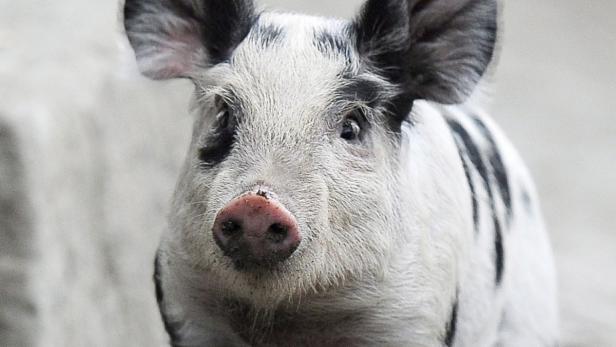 Nahaufnahme eines schwarz-weiß gefleckten Schweins.