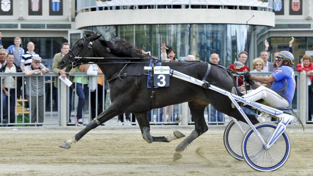 Ein Trabrennen mit einem Sulky und einem dunklen Pferd in voller Aktion.
