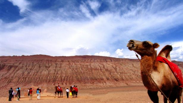 Ein Dromedar steht in einer Wüstenlandschaft mit rotem Felsmassiv und Touristen im Hintergrund.