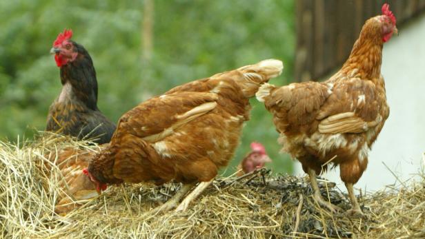 Salmonellen-Verdacht: 30.000 Hühner getötet
